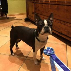 Hessenvilla-Doglive-Muenster-6-min