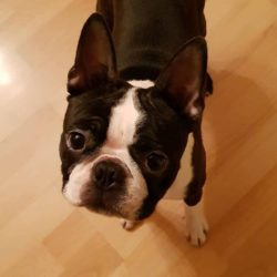Hessenvilla-Doglive-Muenster-7-min
