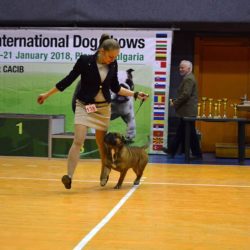 Hessenvilla-International-Dogshow-Bulgarien-2-min