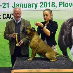 Hessenvilla-International-Dogshow-Bulgarien-3-min