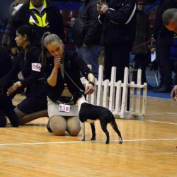 Hessenvilla-International-Dogshow-Bulgarien-4-min