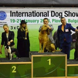 Hessenvilla-International-Dogshow-Bulgarien-5-min