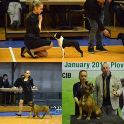 Hessenvilla-International-Dogshow-Bulgarien-6-min