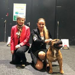 Hessenvilla-Boston-Terrier-News-International-Exhibition-Offenburg-3