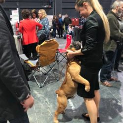 Hessenvilla-Boston-Terrier-News-International-Exhibition-Offenburg-4