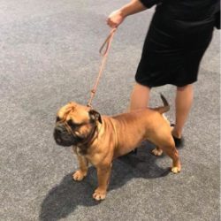 Hessenvilla-Boston-Terrier-News-International-Exhibition-Offenburg-5