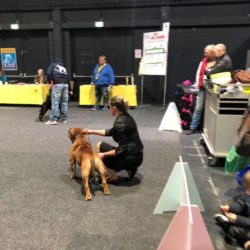 Hessenvilla-Boston-Terrier-News-International-Exhibition-Offenburg-6