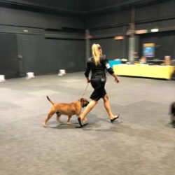 Hessenvilla-Boston-Terrier-News-International-Exhibition-Offenburg-7